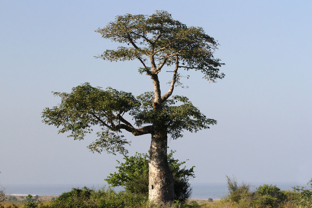 Luanda, Angola: Quiçama National Park