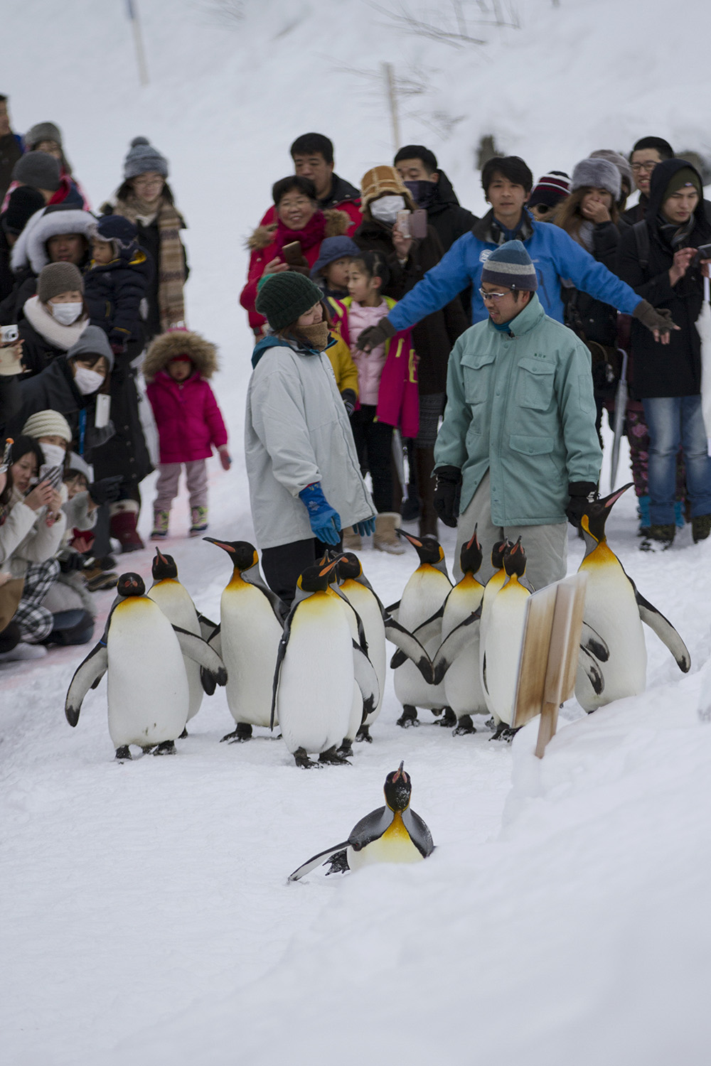 Asahiyama Zoo Penguin Walk