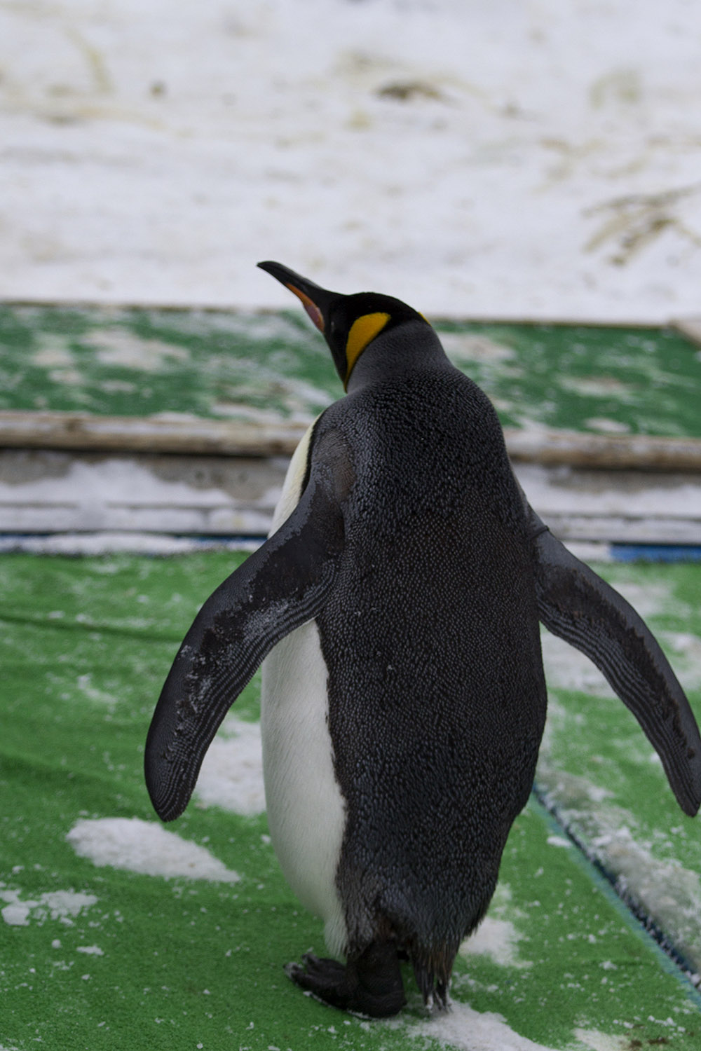 Asahiyama Zoo Penguin Walk