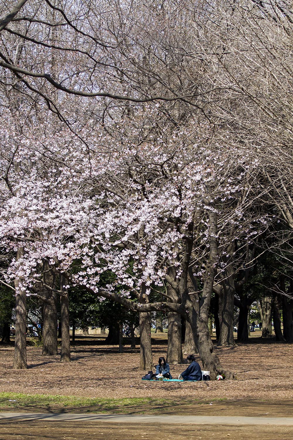 Hanami Picnic Yoyogi Park