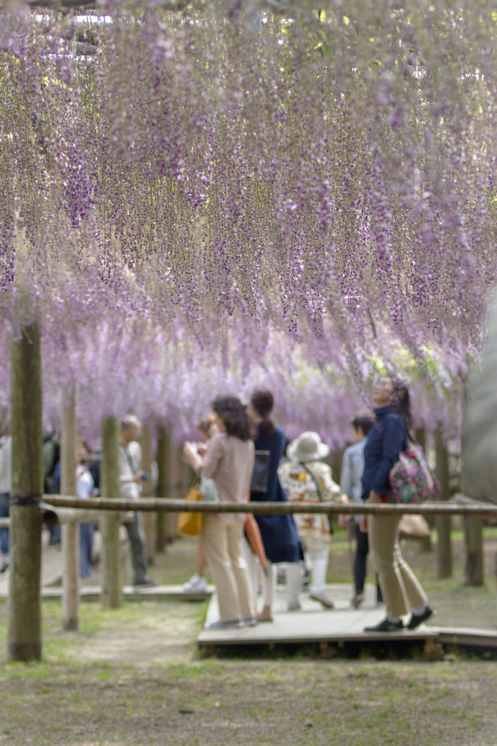 Kawachi Fuji Garden, Japan