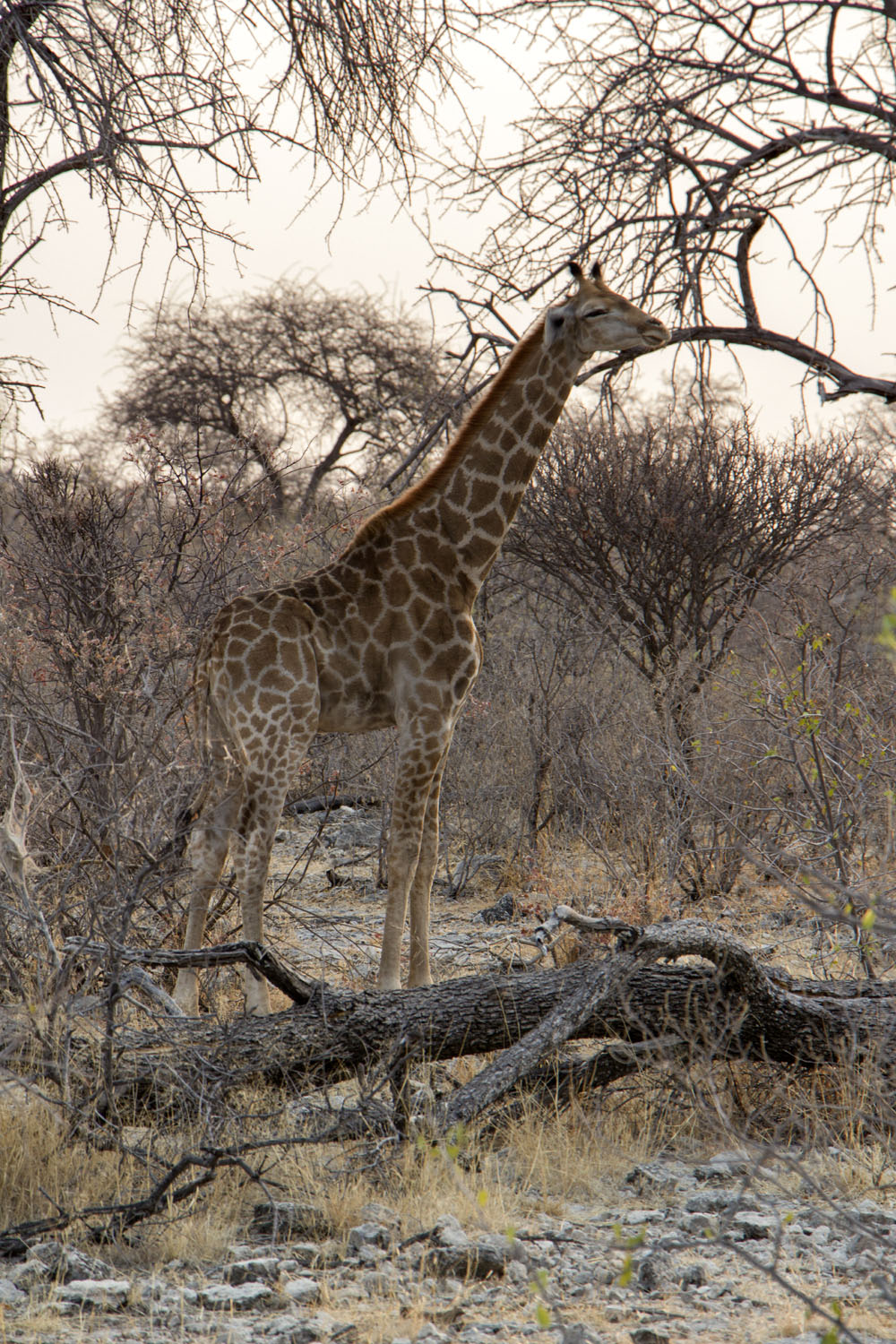 Giraffes at Etosha National Park, Namibia