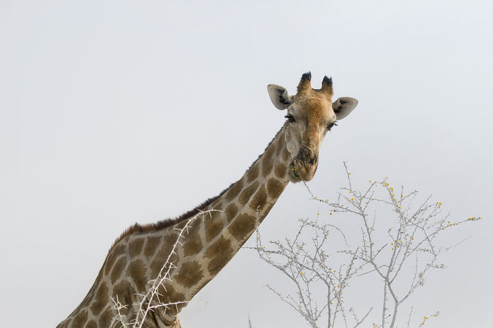 Giraffes at Etosha National Park, Namibia