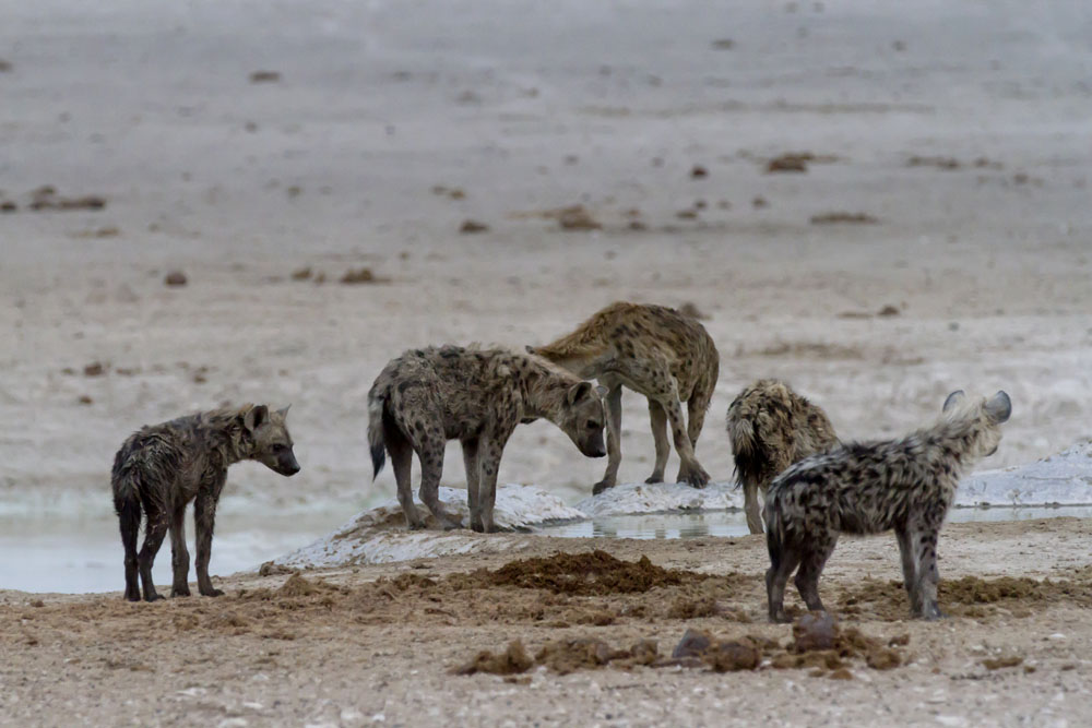 Hyenas at Etosha National Park, Namibia