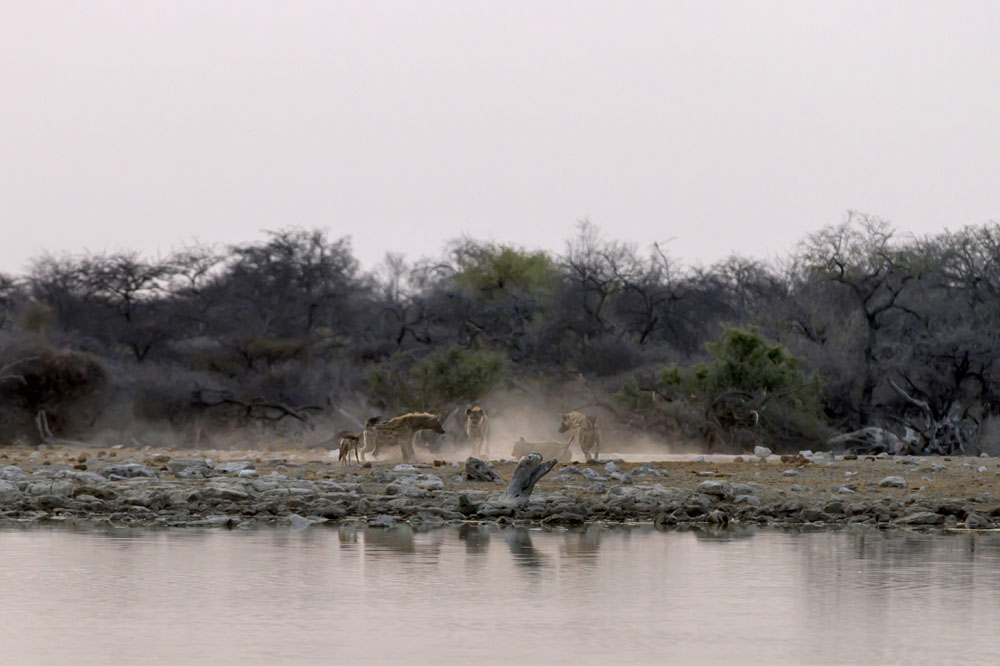 Hyenas at Etosha National Park, Namibia