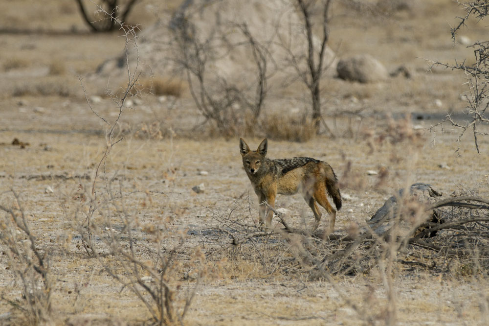 Jackals at Etosha National Park, Namibia