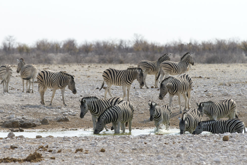 Zebras at Etosha National Park, Namibia