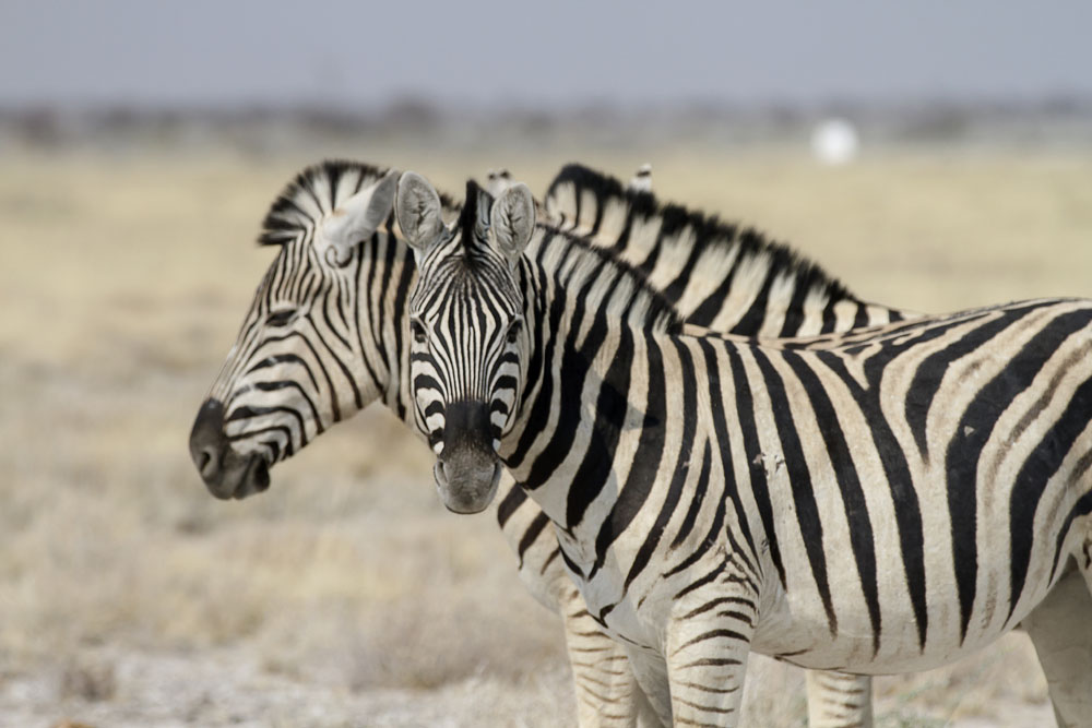 Zebras at Etosha National Park, Namibia