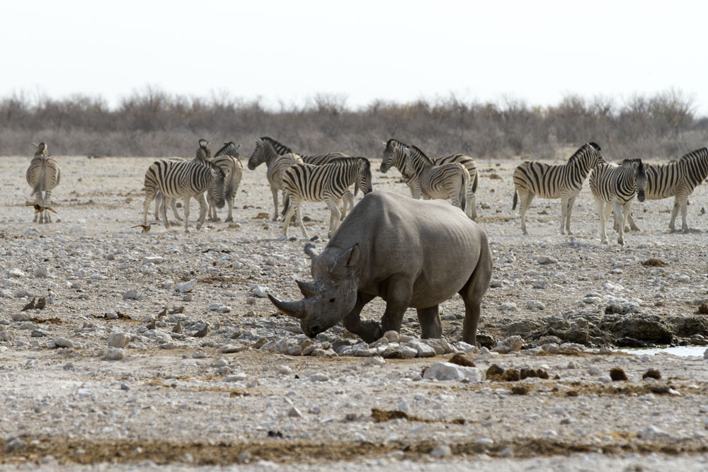 Rhinos at Etosha National Park, Namibia