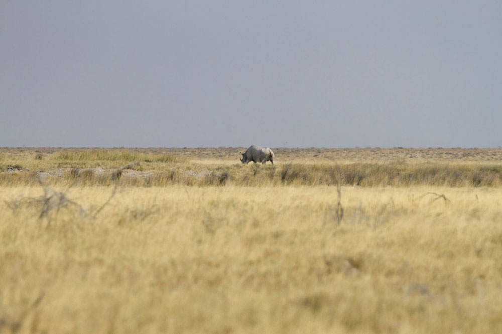 Rhinos at Etosha National Park, Namibia