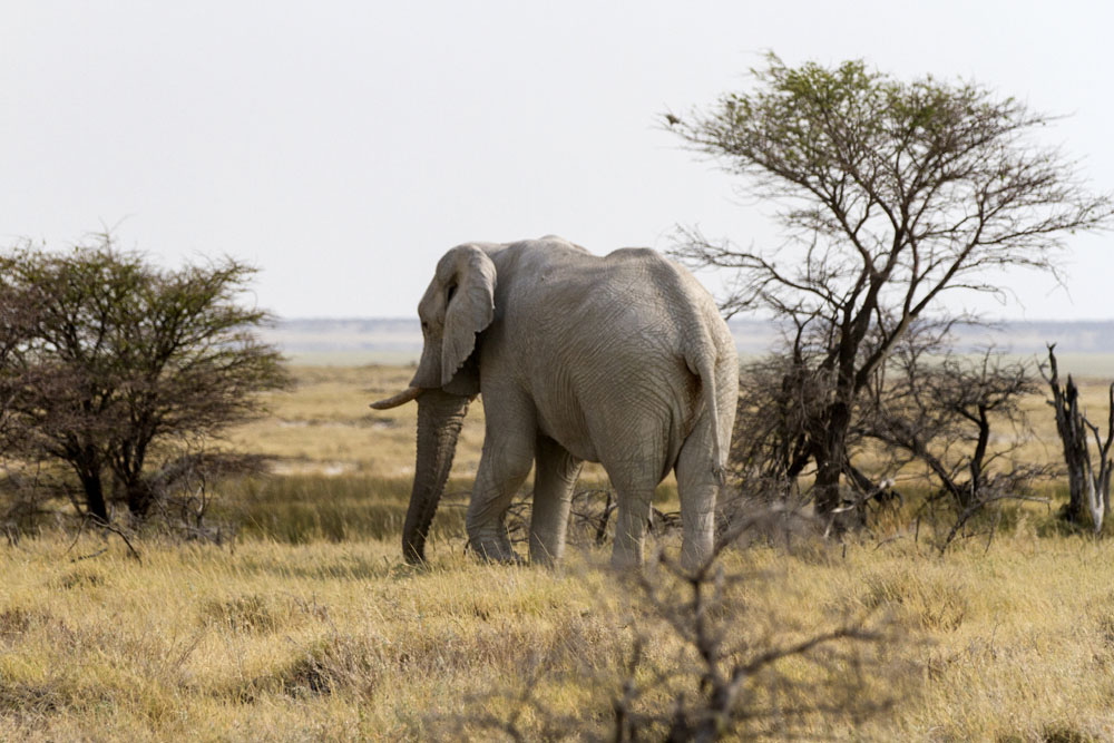 Elephants at Etosha National Park, Namibia