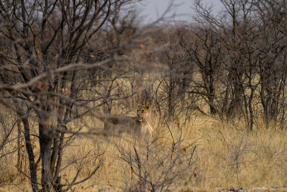 Etosha National Park Part III: The Big Cats