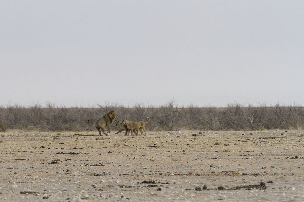 Etosha National Park Part III: The Big Cats