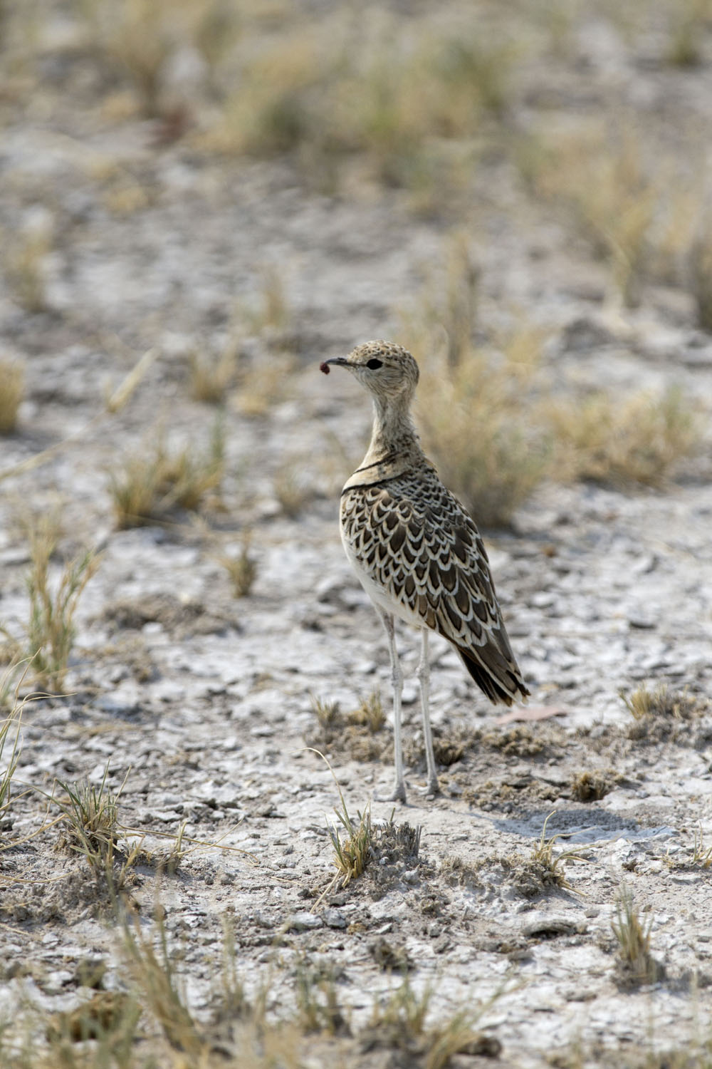 Birds of Namibia's Etosha National Park