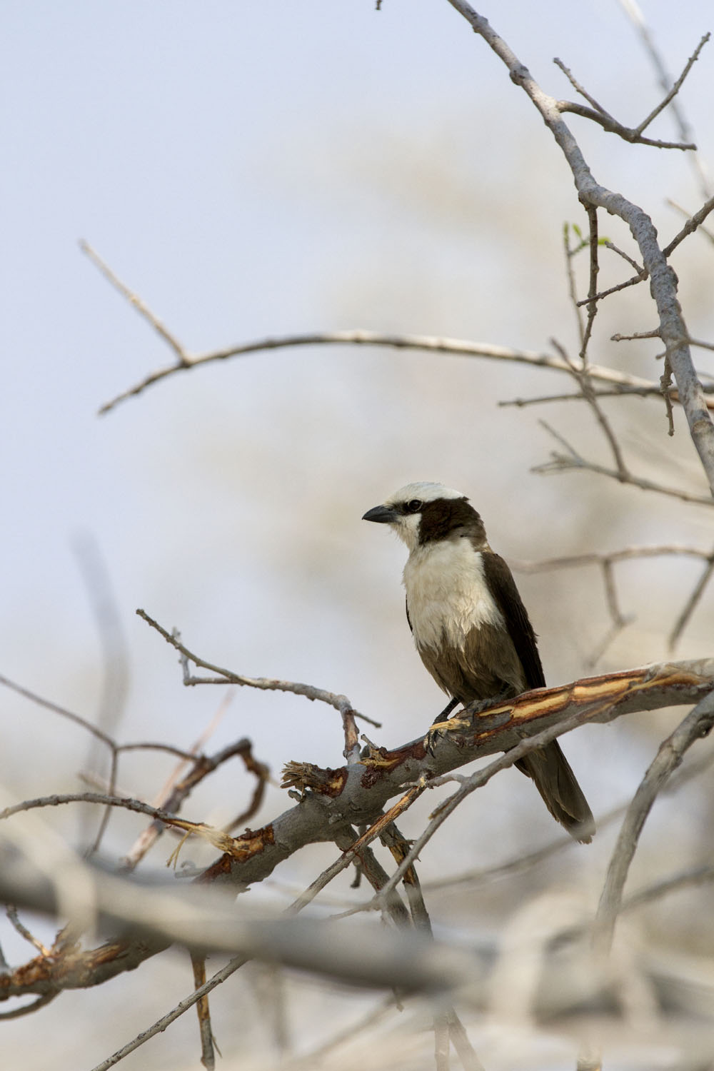 Birds of Namibia's Etosha National Park