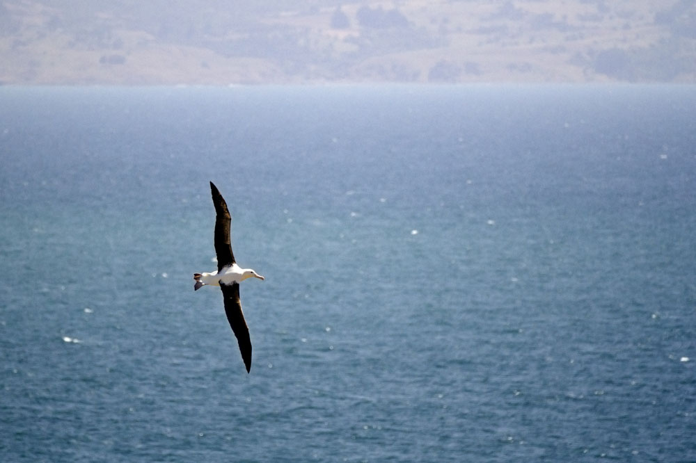 Royal Albatross Centre, Otago Peninsula, Dunedin