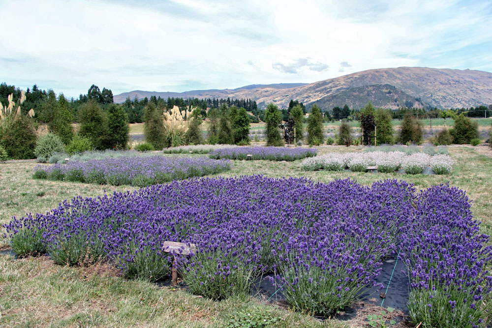 Wanaka Lavender Farm, New Zealand