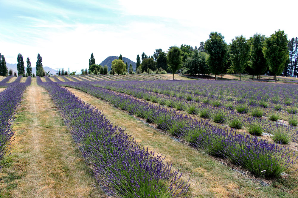 Wanaka Lavender Farm, New Zealand