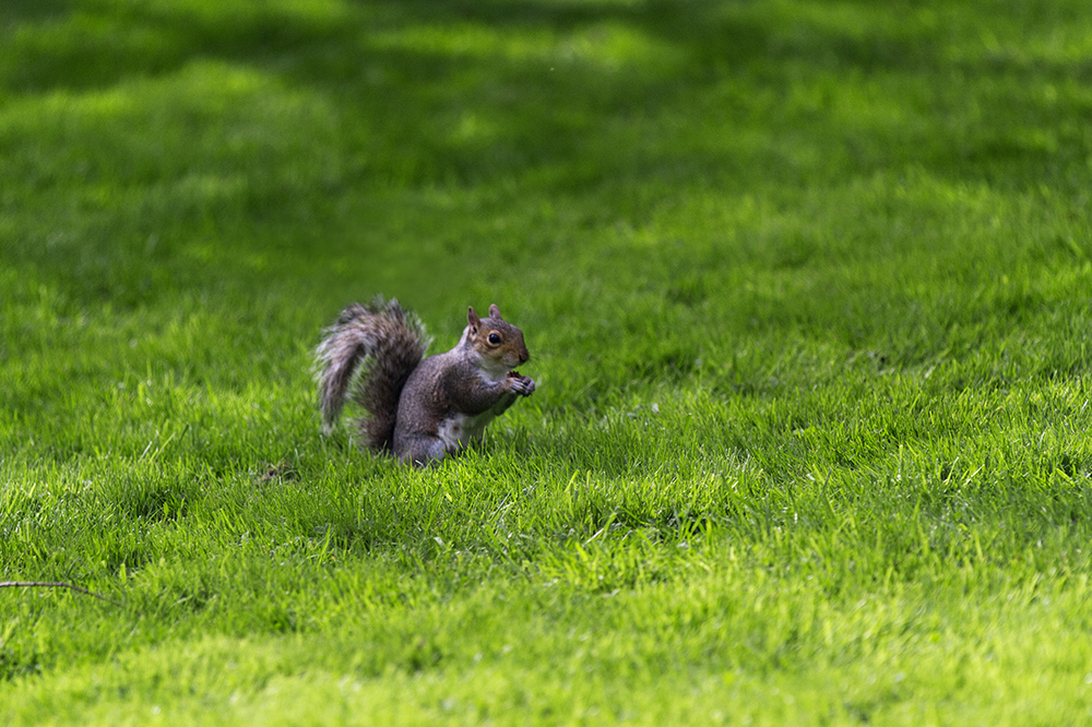 Squirrel at Royal Botanic Garden Edinburgh