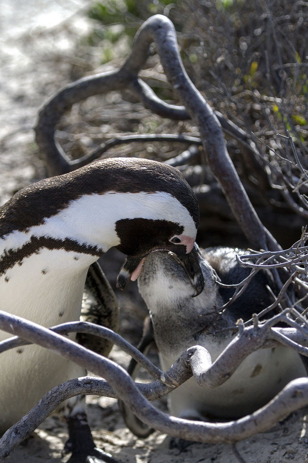 Penguin Colony Cape Town