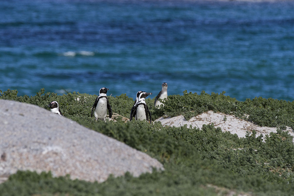 Penguin Colony Cape Town