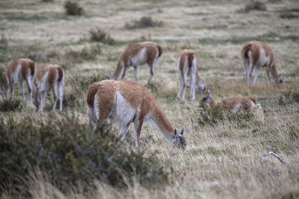 Animals of Patagonia