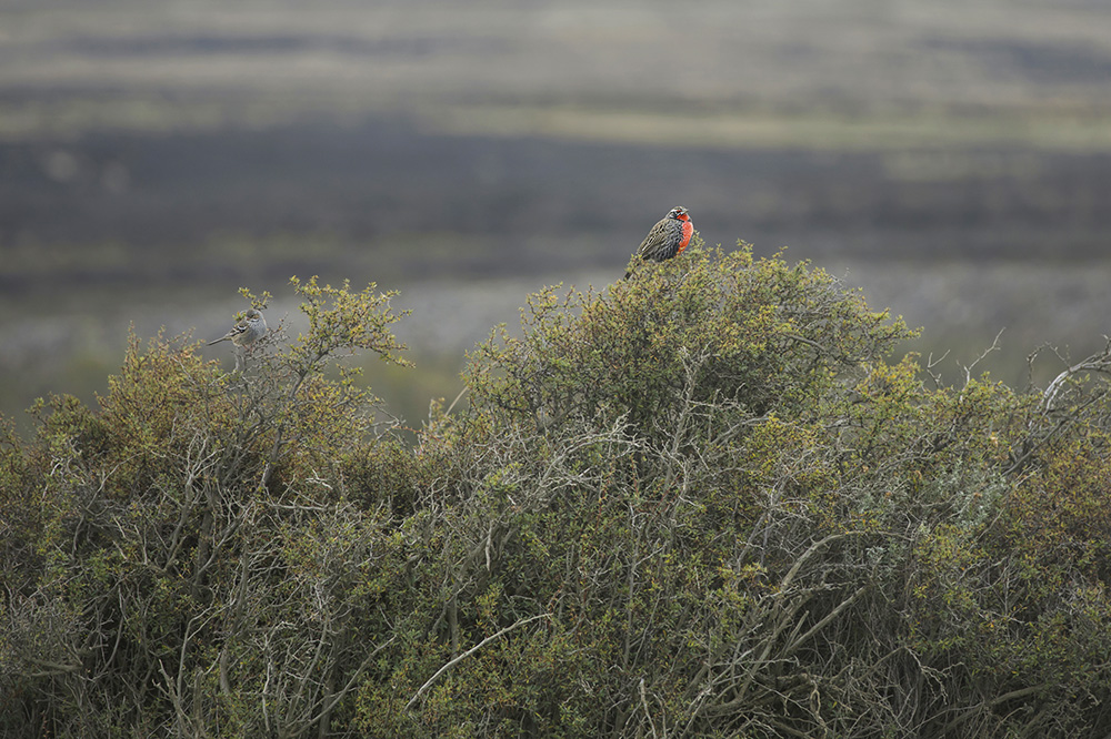 Animals of Patagonia - Long-tailed meadowlark 