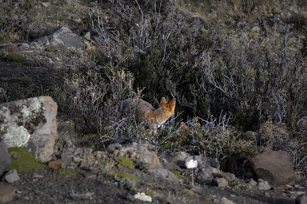 Animals of Patagonia - Gray Foxes
