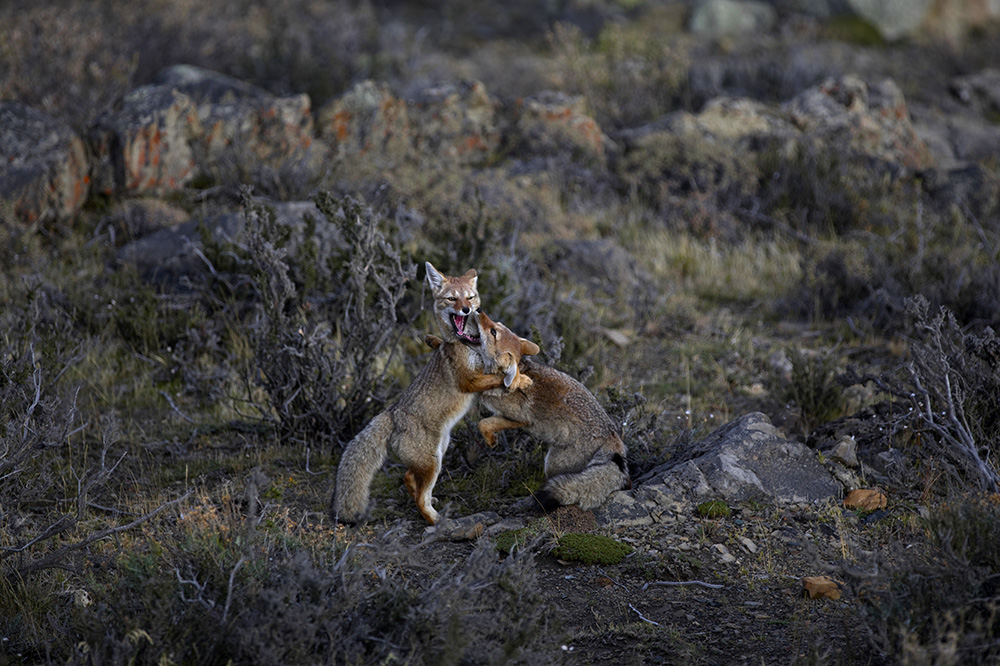Animals of Patagonia - Gray Foxes